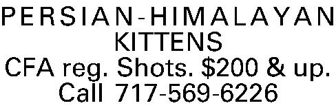 PERSIAN-HIMALAYAN KITTENS CFA reg. Shots.  PERSIAN-HIMALAYAN KITTENS CFA reg. Shots. $200 & up. Call 717-569-6226 