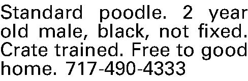 Standard poodle. 2 year old  Standard poodle. 2 year old male, black, not fixed. Crate trained. Free to good home.  717-490-4333