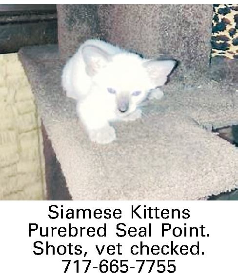  Siamese Kittens Purebred Seal   Siamese Kittens Purebred Seal Point.  Shots, vet checked.  717-665-7755 